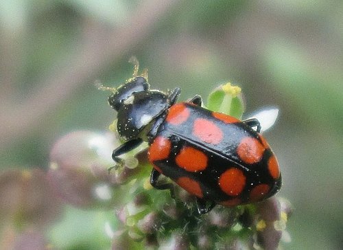 Ala vestigial de Eriopis minima